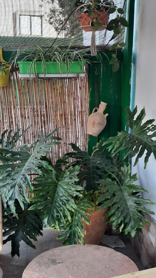 הבית הירוק - Green House 아라드 외부 사진